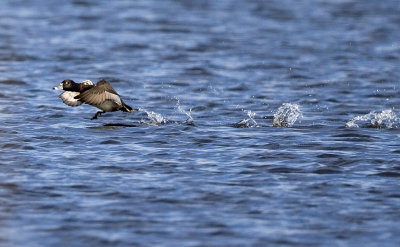 Ringneck Takeoff