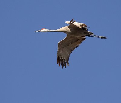 Sand Hill Crane