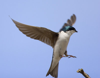 Tree Swallow 3