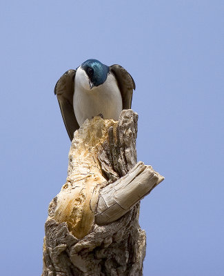 Tree Swallow 5