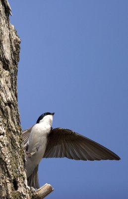 Tree Swallow 7