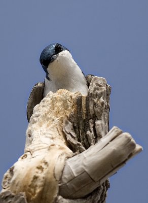 Tree Swallow 8