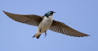 Tree Swallow1