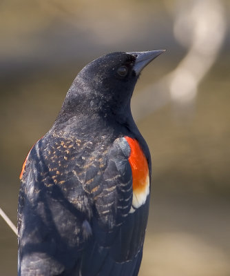 Red-winged Blackbird - male