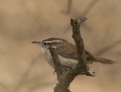 Carolina Wren