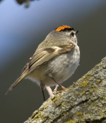 Golden-crowned Kinglet male