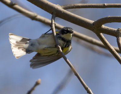 Yellow-rumped Warbler