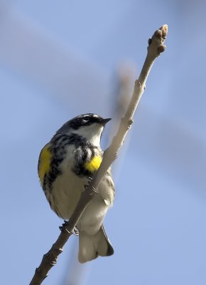 Yellow-rumped 3