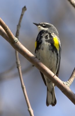 Yellow-rumped 2