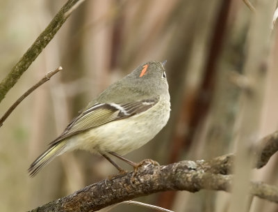 Ruby-crowned Kinglet