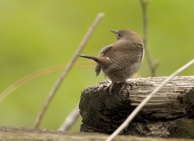 House Wren