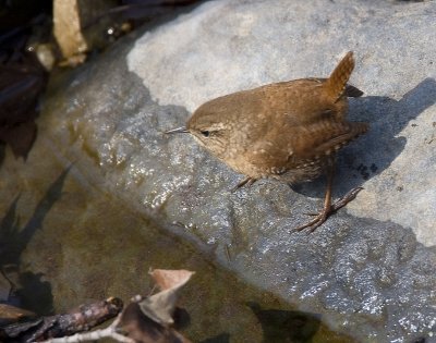 Winter Wren