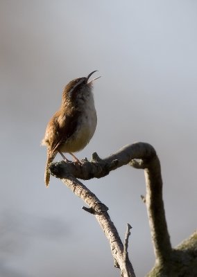 Carolina Wren singing