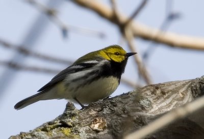 Black-throated Green 3