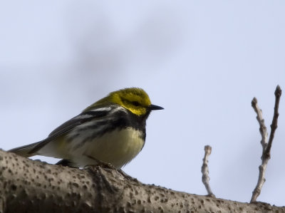 Black-throated Green