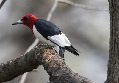 Red-headed Woodpecker