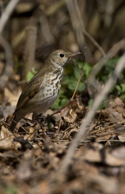 Hermit Thrush