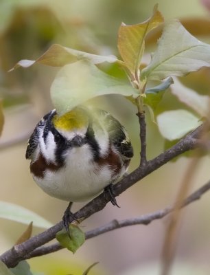 Chestnut-sided 2