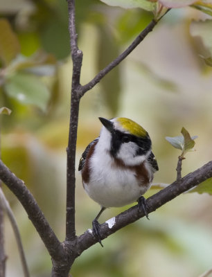 Chestnut-sided