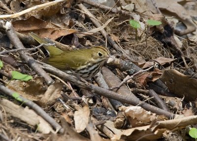 Ovenbird with a meal