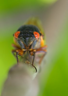 17 Year Cicadas - Lake Geneva Wisconsin