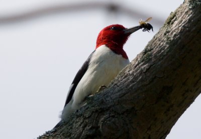 Red-headed with lunch