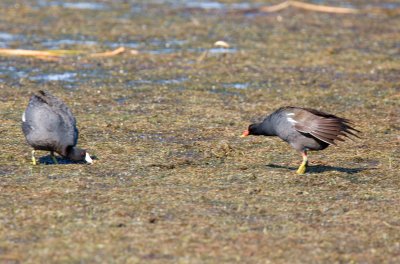 Coot Moorhen standoff