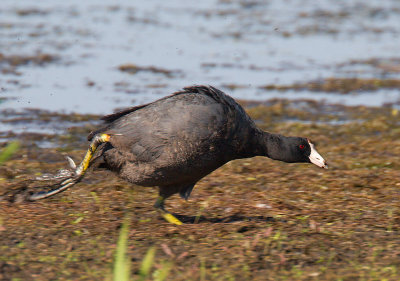 Coot running after the Moorhen