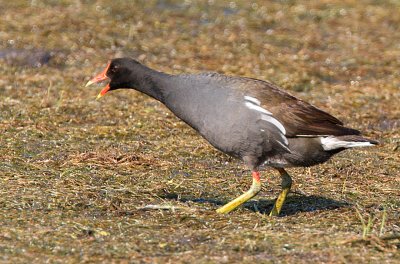 Moorhen turning to face the oncomming Coot