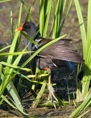 Moorhen in the weeds