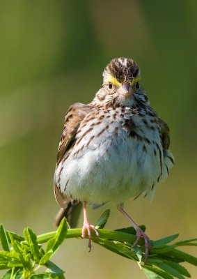 savannah sparrow.jpg