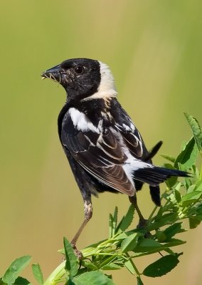 Bobolink 2.jpg