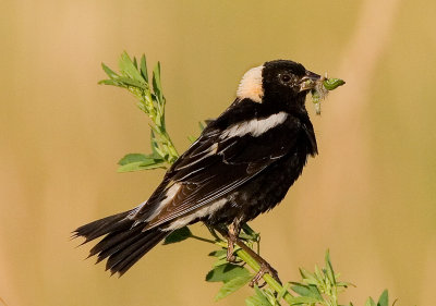 Best bobolink.jpg