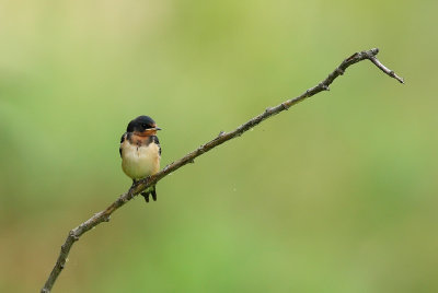 Barn Swallow Perched