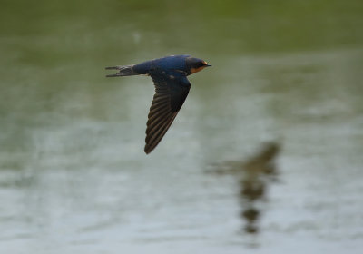 Barn Swallow flight