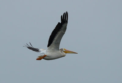 American White Pelican