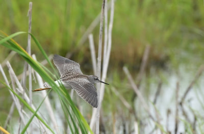 Lesser Yellowlegs