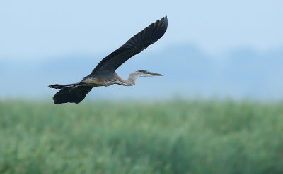 Great Blue Heron