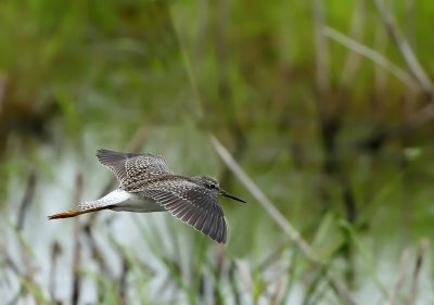 Lesser Yellowleg