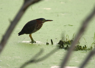 Green Heron