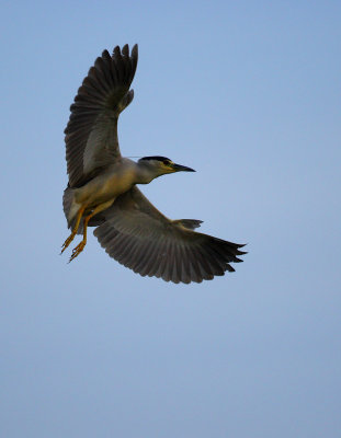 Black-crowned Night Heron