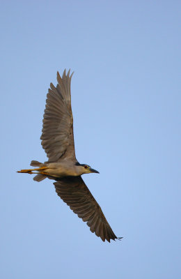 Black-crowned Night Heron