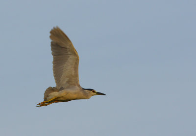 Black-crowned Night Heron