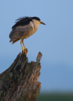 Black-crowned Night Heron