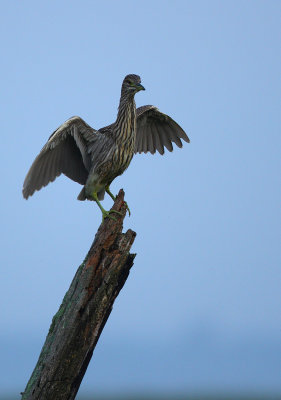 Black-crowned Night Heron Juvenile