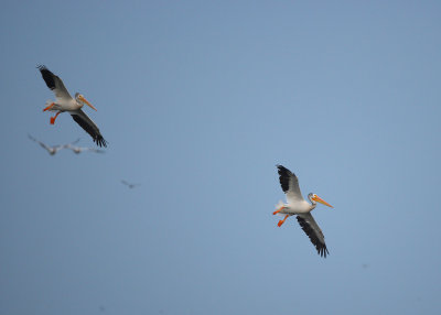 American White Pelican