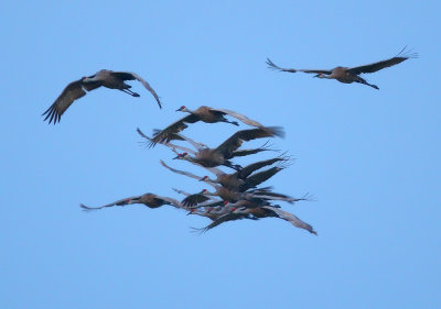 Sandhill Cranes