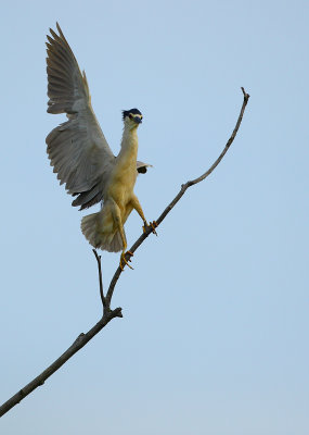 Black-crowned Night Heron Waving