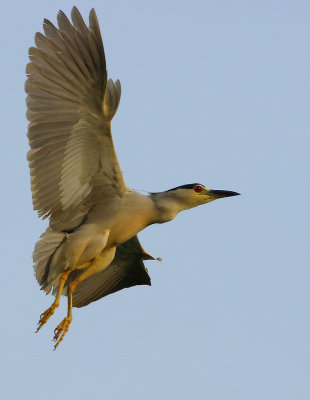 Black-crowned Night Heron