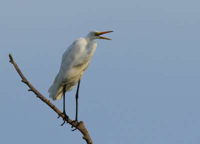 Great Egret